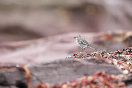 Thumbnail of Pied Wagtail